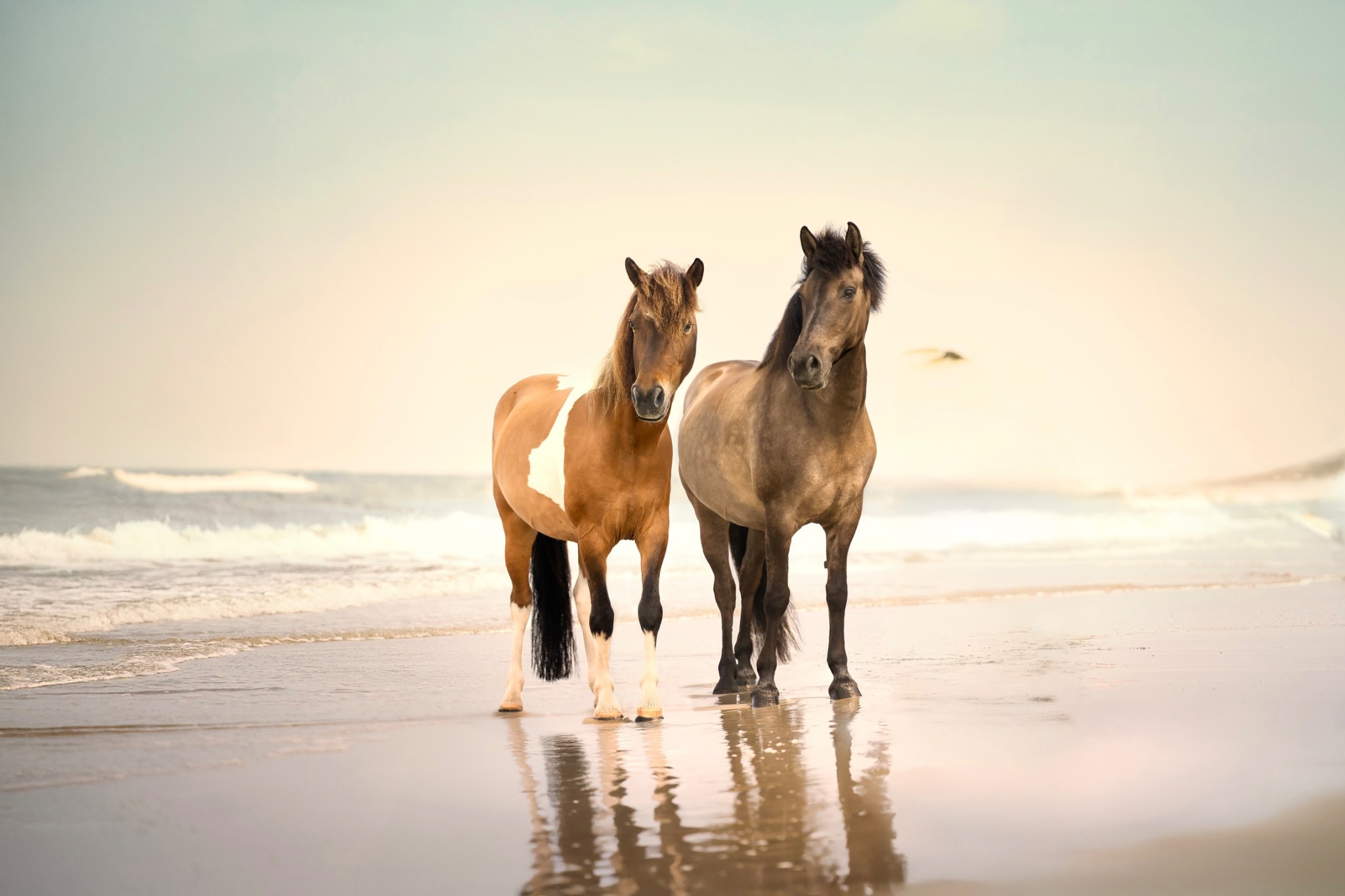 Zwei Pferde am Strand