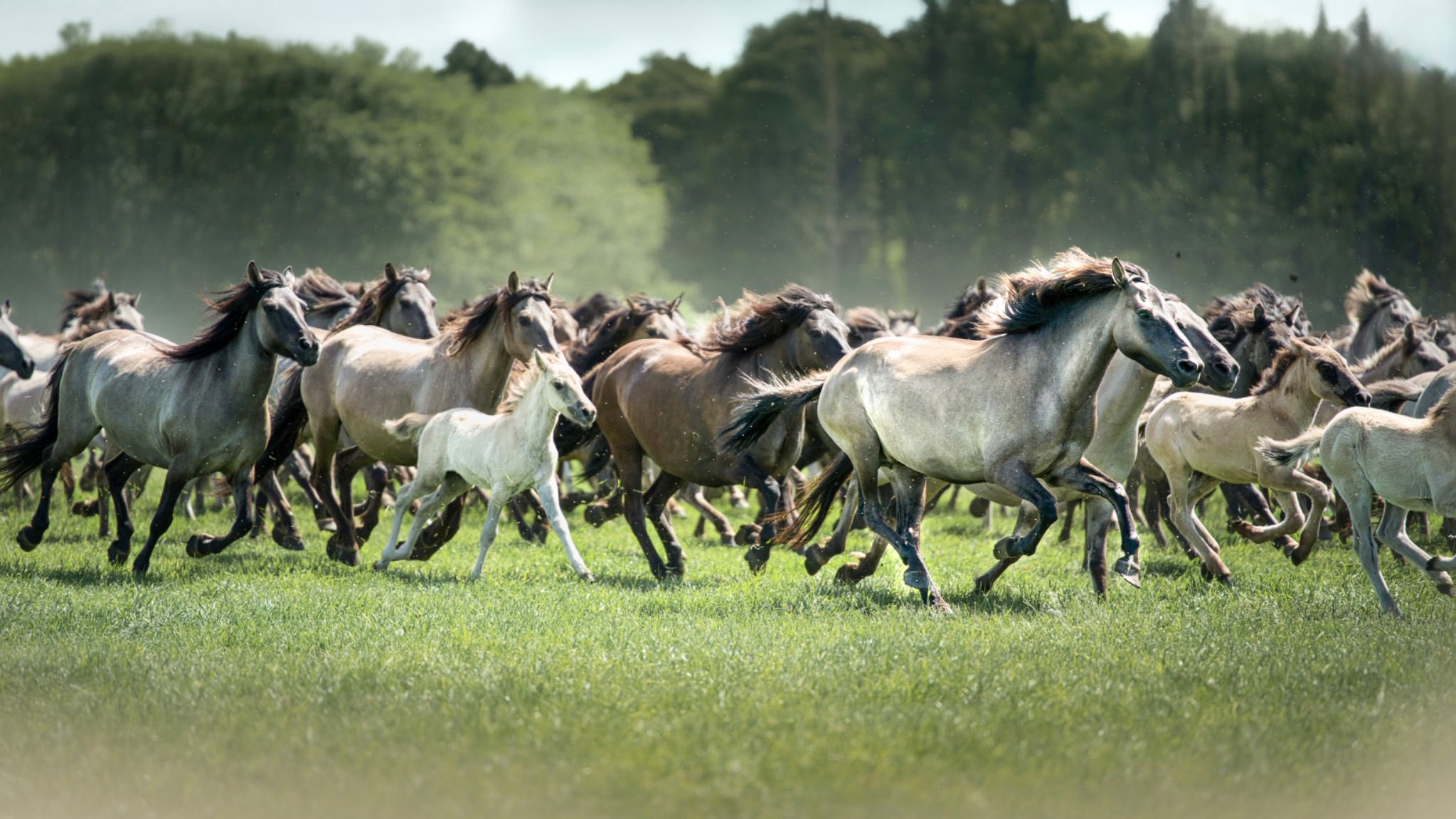 Reitsport & Events